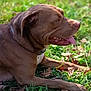 animal, bodypart, boxer, bulldog, canine, dog, field, frenchbulldog, grass, hound, labradorretriever, lawn, mouth, person, pet, pitbull, plant, pointer, puppy, snout