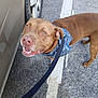 Jaxson joined the competition — help win amazing prizes! asphalt, bandana, brown_dog, canine, closeup, daylight, dog, foot, happy, human, leash, outdoor, parking_lot, pavement, pet, side_view, smiling_dog, tire, vehicle, walking