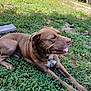 Jaxson is registered to the contest to win money with this photo: animal, brown_dog, canine, collar, daylight, dog, grass, greenery, mammal, nature, old_truck, outdoor, pet, playful, relaxed, resting, sunny_day, tent, tongue_out, vehicle