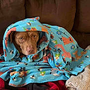 Jaxson is registered to the contest to win money with this photo: animal_print, blanket, blue_blanket, brown_couch, comfort, cozy, dog, ears, eyes, face, fur, home, indoor, nose, pet, relaxed, resting, snug, warm, wrapped