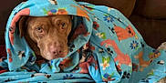 Jaxson is registered to the contest to win money with this photo: animal_print, blanket, blue_blanket, brown_couch, comfort, cozy, dog, ears, eyes, face, fur, home, indoor, nose, pet, relaxed, resting, snug, warm, wrapped