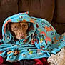 animal_print, blanket, blue_blanket, brown_couch, comfort, cozy, dog, ears, eyes, face, fur, home, indoor, nose, pet, relaxed, resting, snug, warm, wrapped