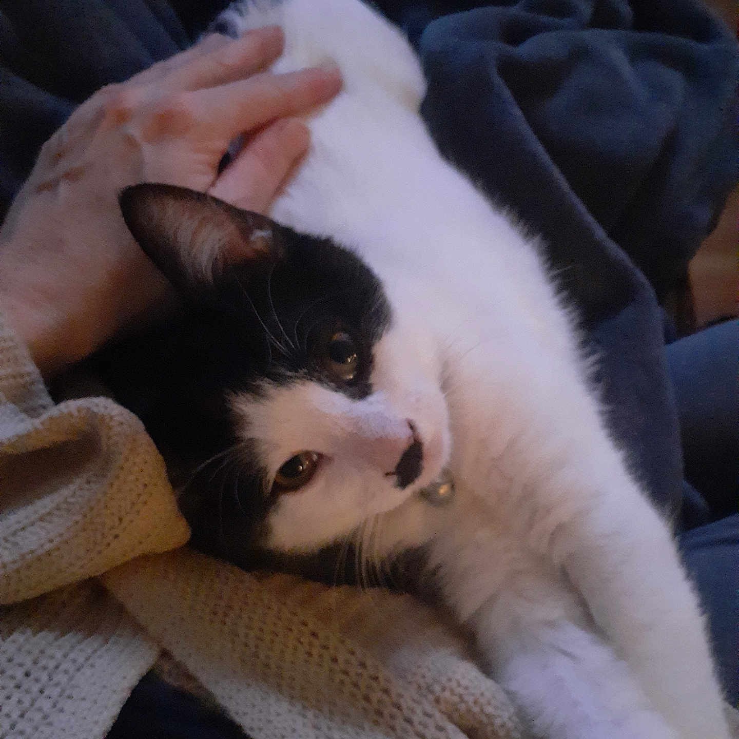 Domino joined the competition — help win amazing prizes! abyssinian, animal, armchair, blanket, bodypart, cat, chair, clothing, couch, finger, furniture, hand, kitten, knitwear, manx, person, pet, quilt, siamese, sweater