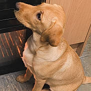 Murphy is registered to the contest to win money with this photo: animal, appliance, cabinet, curious, dog, domestic, ears, floor, fur, golden, home, indoor, kitchen, pet, puppy, side_view, sitting, snout, tile, warm_light