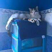 Chouquette a rejoint le concours — aidez-le/la à gagner de superbes lots ! cat, feline, animal, pet, blue, towel, plastic_drawer, indoor, relaxed, paw, tile_wall, corner, resting, domestic, fur, laying, household, container, quiet, cozy