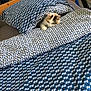 Chouquette a rejoint le concours — aidez-le/la à gagner de superbes lots ! cat, calico_cat, bed, duvet, pillow, patterned_bedding, wooden_bed_frame, backpack, bicycle_tire, indoor, cozy, curious, pet, animal, resting, blanket, furniture, room, home, casual