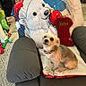 animal, blanket, carpet, chair, christmas, collar, cute, decor, dog, furniture, gray, holiday, indoor, living_room, pet, polar_bear_cartoon, red, small_dog, stocking, toy