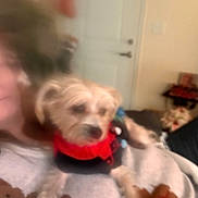 Reese is registered to the contest to win money with this photo: animal, black_clothing, blur, blurry, companion, cozy, dog, door, furniture, handle, home, human, indoor, indoor_lighting, lying_down, person, pet, red_clothing, relaxed, small_dog