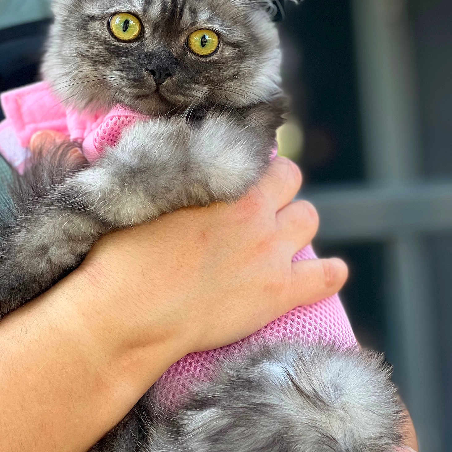 Perle participe au concours pour gagner de l'argent avec cette photo : abyssinian, angora, animal, baby, blanket, bodypart, cat, egyptiancat, face, finger, hand, head, kitten, manx, person, pet, photography, portrait, siamese
