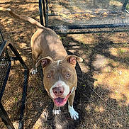 Cash is registered to the contest to win money with this photo: dog, outdoor, sunlight, metal_furniture, pine_needles, dirt, happy, pet, canine, smiling, brown_dog, white_paws, tongue_out, ears_up, bench, chair, nature, shadow, playful, daylight