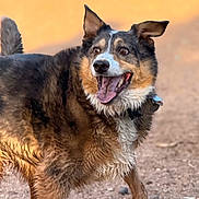 Big Jake joined the competition — help win amazing prizes! black_fur, brown_fur, canine, dirt_ground, dog, erect_ears, fluffy, happy, mixed_breed, muddy, outdoor, pet, portrait, scruffy, smiling, standing, sunset, tail, tongue_out, white_markings