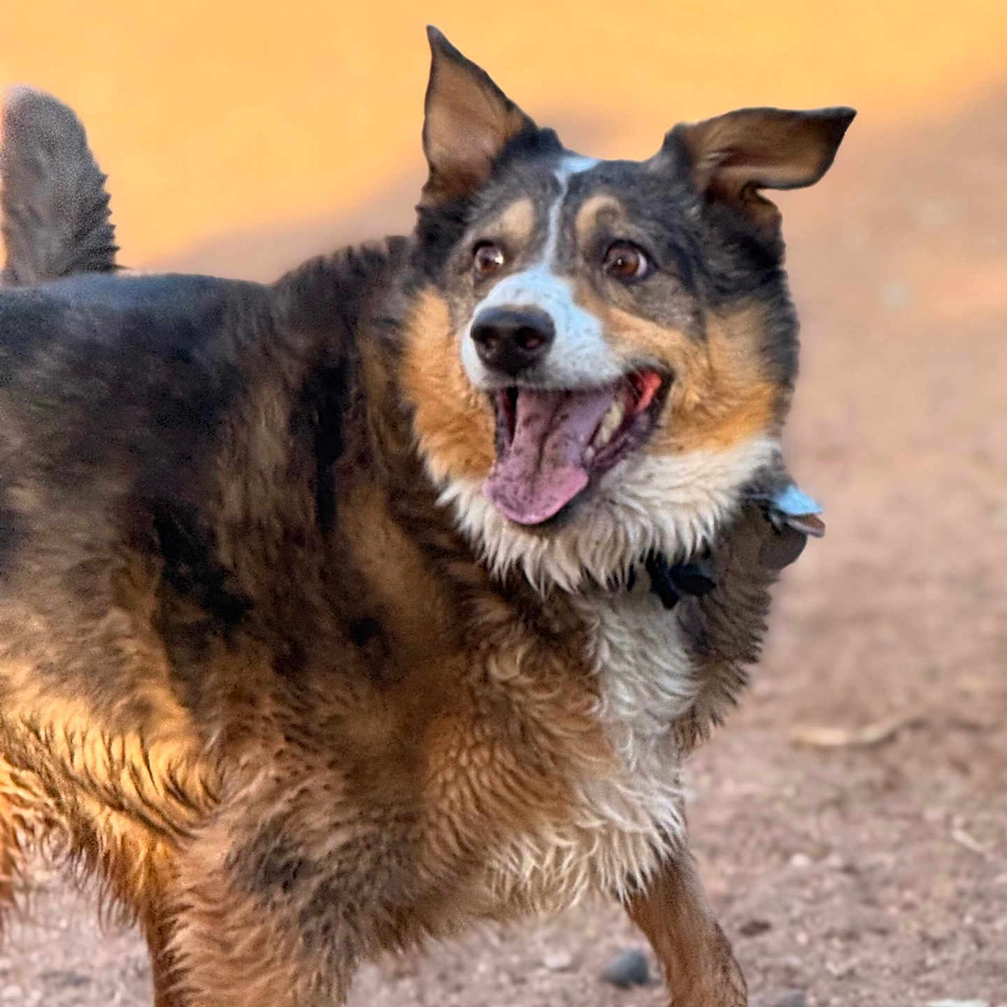 Big Jake joined the competition — help win amazing prizes! black_fur, brown_fur, canine, dirt_ground, dog, erect_ears, fluffy, happy, mixed_breed, muddy, outdoor, pet, portrait, scruffy, smiling, standing, sunset, tail, tongue_out, white_markings