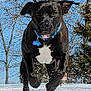 action_shot, bare_trees, black_dog, blue_sky, canine, collar, dog, dog_tag, front_view, jumping, motion, outdoors, paws, playful, portrait, running, snow, snow_spray, sunny, winter