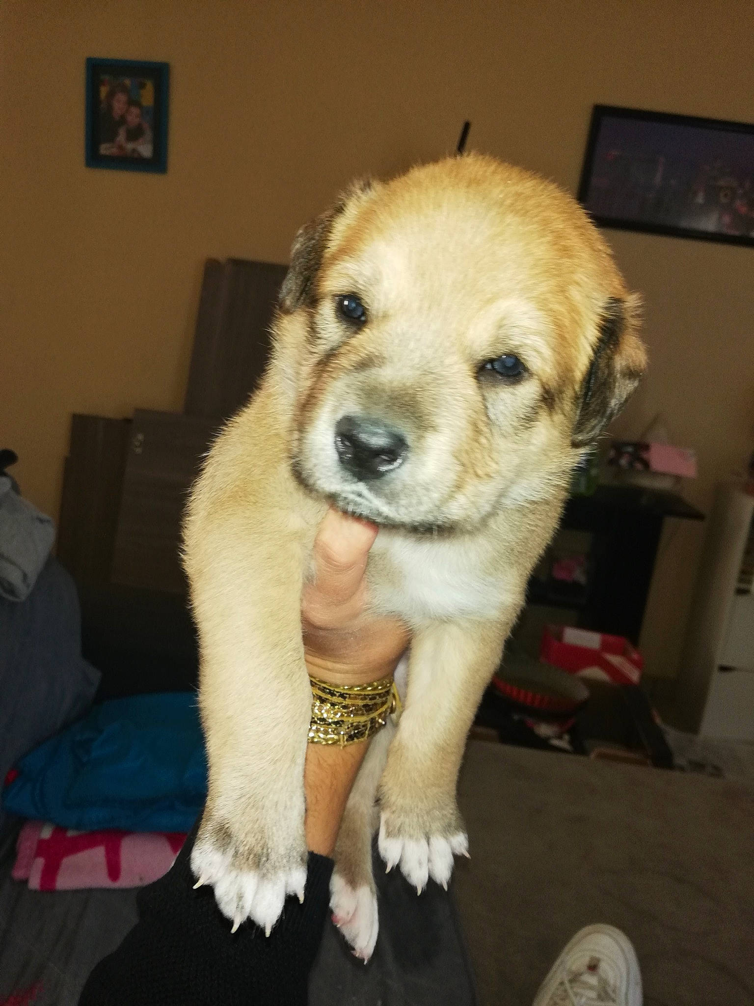 Prada a rejoint le concours — aidez-le/la à gagner de superbes lots ! beagador, canidae, carnivore, companion_dog, dog, dog_breed, fawn, golden_retriever, mammal, puppy, puppy_love, rare_breed_dog, retriever, small_greek_domestic_dog, snout, sporting_group, vertebrate