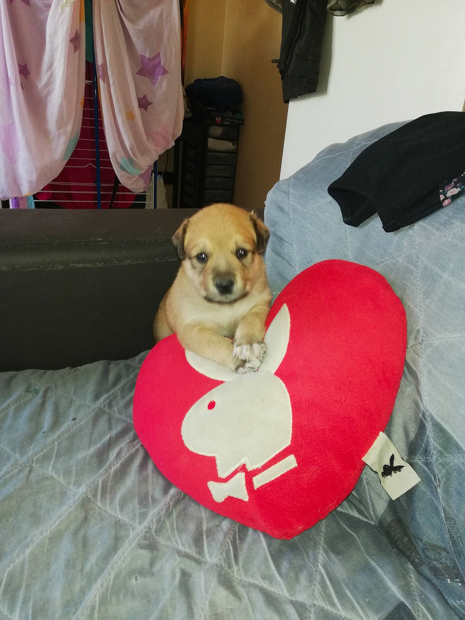 Prada a rejoint le concours — aidez-le/la à gagner de superbes lots ! canidae, carnivore, companion_dog, dog, dog_breed, fawn, puggle, puppy