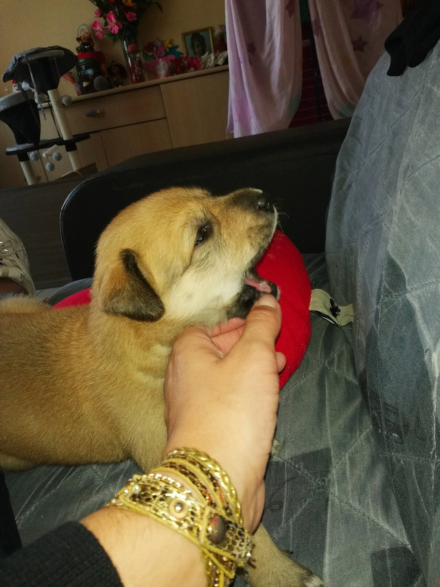 Prada a rejoint le concours — aidez-le/la à gagner de superbes lots ! canidae, carnivore, companion_dog, dog, dog_breed, ear, fawn, puppy, puppy_love, sporting_group