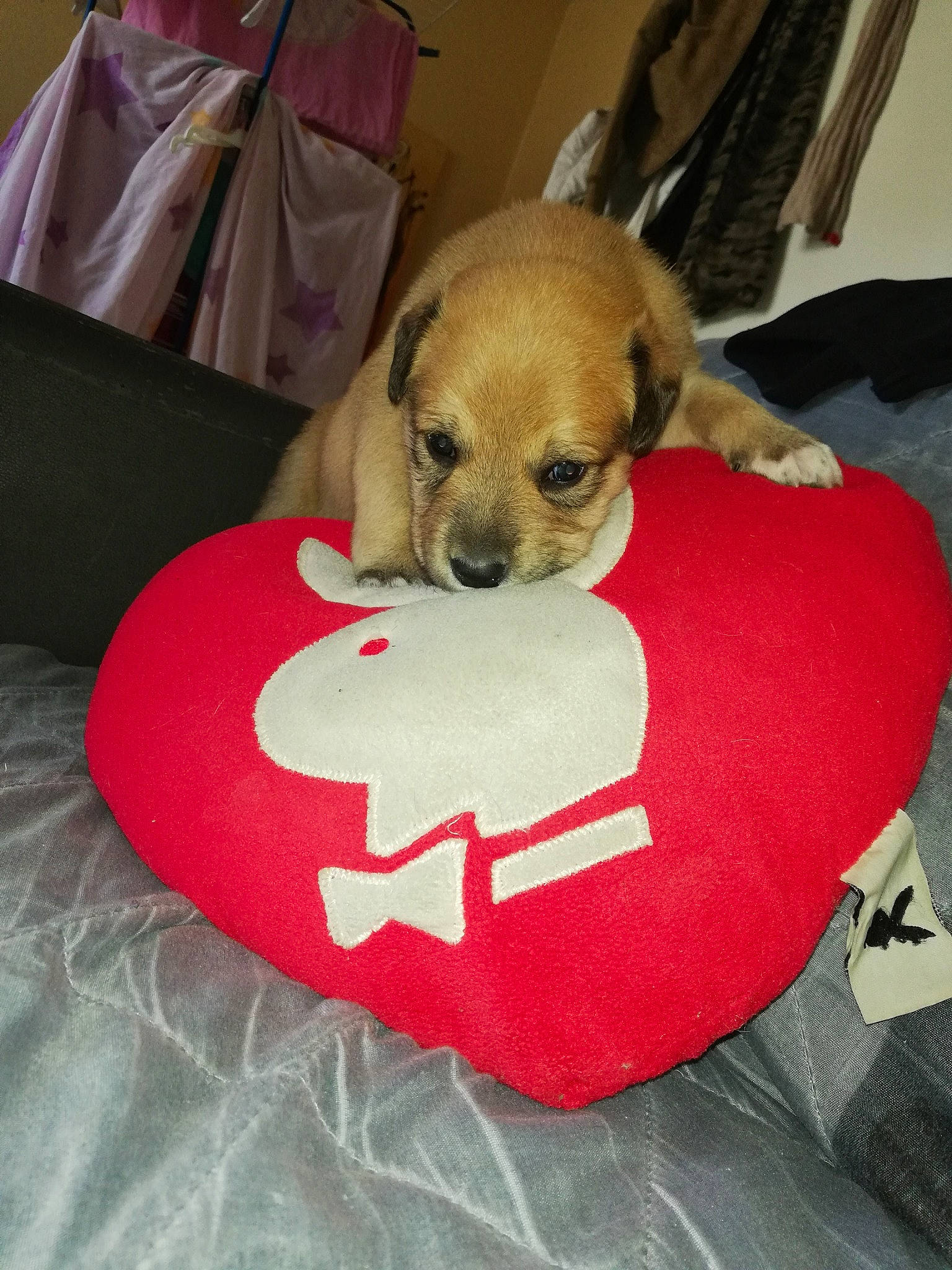 Prada a rejoint le concours — aidez-le/la à gagner de superbes lots ! canidae, carnivore, chihuahua, companion_dog, dog, dog_breed, fawn, mammal, puggle, puppy, snout, sporting_group