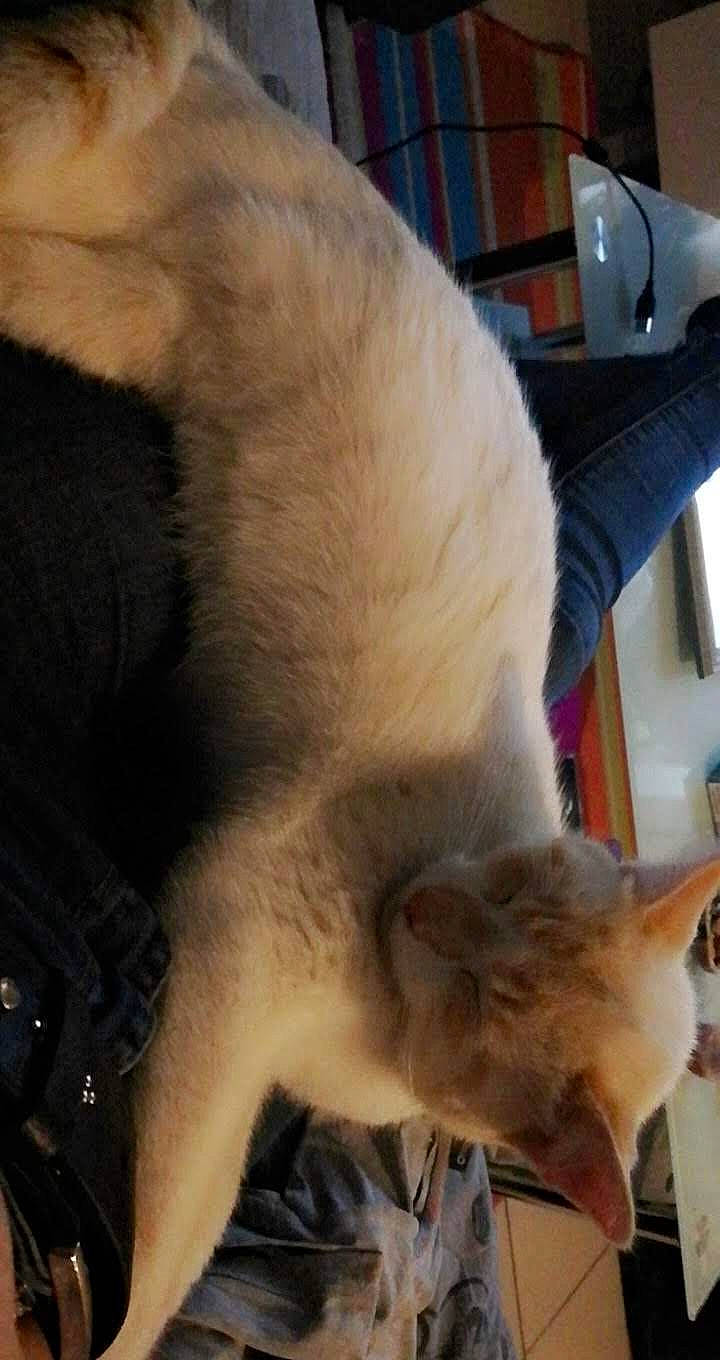 Mimi participe au concours pour gagner de l'argent avec cette photo : balinese, carnivore, cat, claw, colorpoint_shorthair, fawn, felidae, fur, javanese, nose, siamese, small_to_medium_sized_cats, tail, tonkinese, whiskers