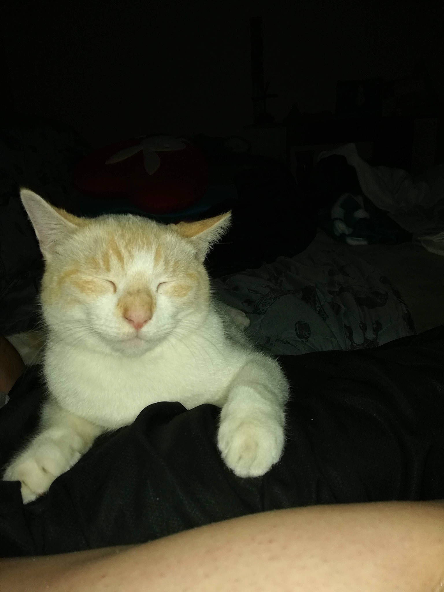 Mimi participe au concours pour gagner de l'argent avec cette photo : aegean_cat, american_wirehair, asian, carnivore, cat, domestic_short_haired_cat, ear, european_shorthair, fawn, felidae, fur, kitten, mammal, ojos_azules, polydactyl_cat, small_to_medium_sized_cats, tail, turkish_angora, whiskers