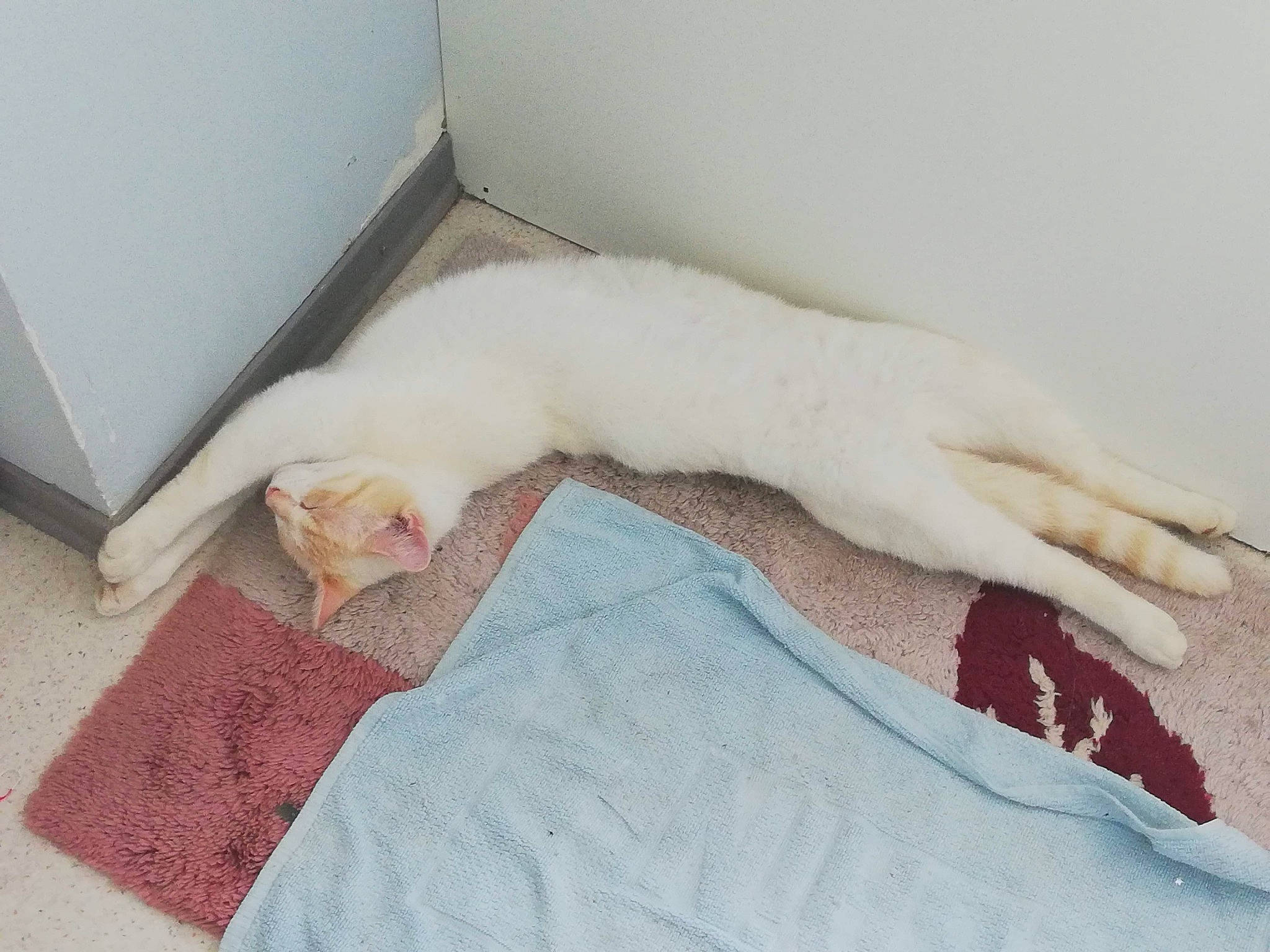 Mimi a rejoint le concours — aidez-le/la à gagner de superbes lots ! carnivore, cat, colorpoint_shorthair, felidae, fur, khao_manee, kitten, leg, nap, paw, small_to_medium_sized_cats, tail