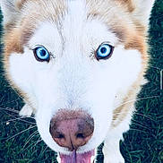 Hyouk a rejoint le concours — aidez-le/la à gagner de superbes lots ! animal, blue_eyes, canine, close_up, cute, dog, face, friendly, fur, grass, happy, husky, muzzle, nose, outdoor, pet, portrait, smiling, tongue_out, whiskers
