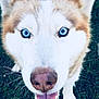 animal, blue_eyes, canine, close_up, cute, dog, face, friendly, fur, grass, happy, husky, muzzle, nose, outdoor, pet, portrait, smiling, tongue_out, whiskers