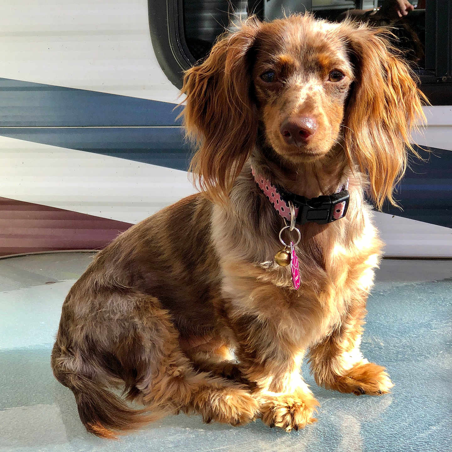 Sydney Ufkes joined the competition — help win amazing prizes! accessories, adult, alloywheel, animal, canine, car, carwheel, cockerspaniel, collar, dog, female, hound, leash, papillon, person, pet, puppy, strap, terrier, woman