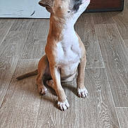Apache participe au concours pour gagner de l'argent avec cette photo : puppy, dog, sitting, wooden_floor, indoor, brown, white, ears, paws, pet, canine, young, animal, looking_up, curious, alert, flooring, domestic, cute, companion