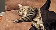 Flawless joined the competition — help win amazing prizes! ashtray, blanket, bottle, cat, couch, cozy, domestic_animal, fabric, furniture, household_items, indoor, living_room, pet, plush_toy, relaxing, resting, sleeping, tabby_cat, table, wood_floor
