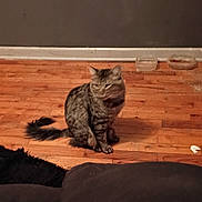 Flawless is registered to the contest to win money with this photo: cat, tabby, pet, animal, indoor, wooden_floor, bowl, food, water, feline, fur, tail, domestic_animal, floor, sitting, looking_away, cozy, home, furniture, wall