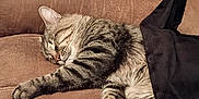 Flawless joined the competition — help win amazing prizes! cat, tabby_cat, sleeping, couch, brown, furniture, indoor, relaxing, pet, animal, cozy, black_cloth, nap, whiskers, fur, paw, household_items, table, domestic, resting