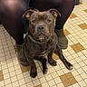 dog, puppy, pitbull, brindle, sitting, collar, chain_collar, pet, animal, face, eyes, ears, paws, person, legs, boots, black_clothing, indoor, tiled_floor, portrait