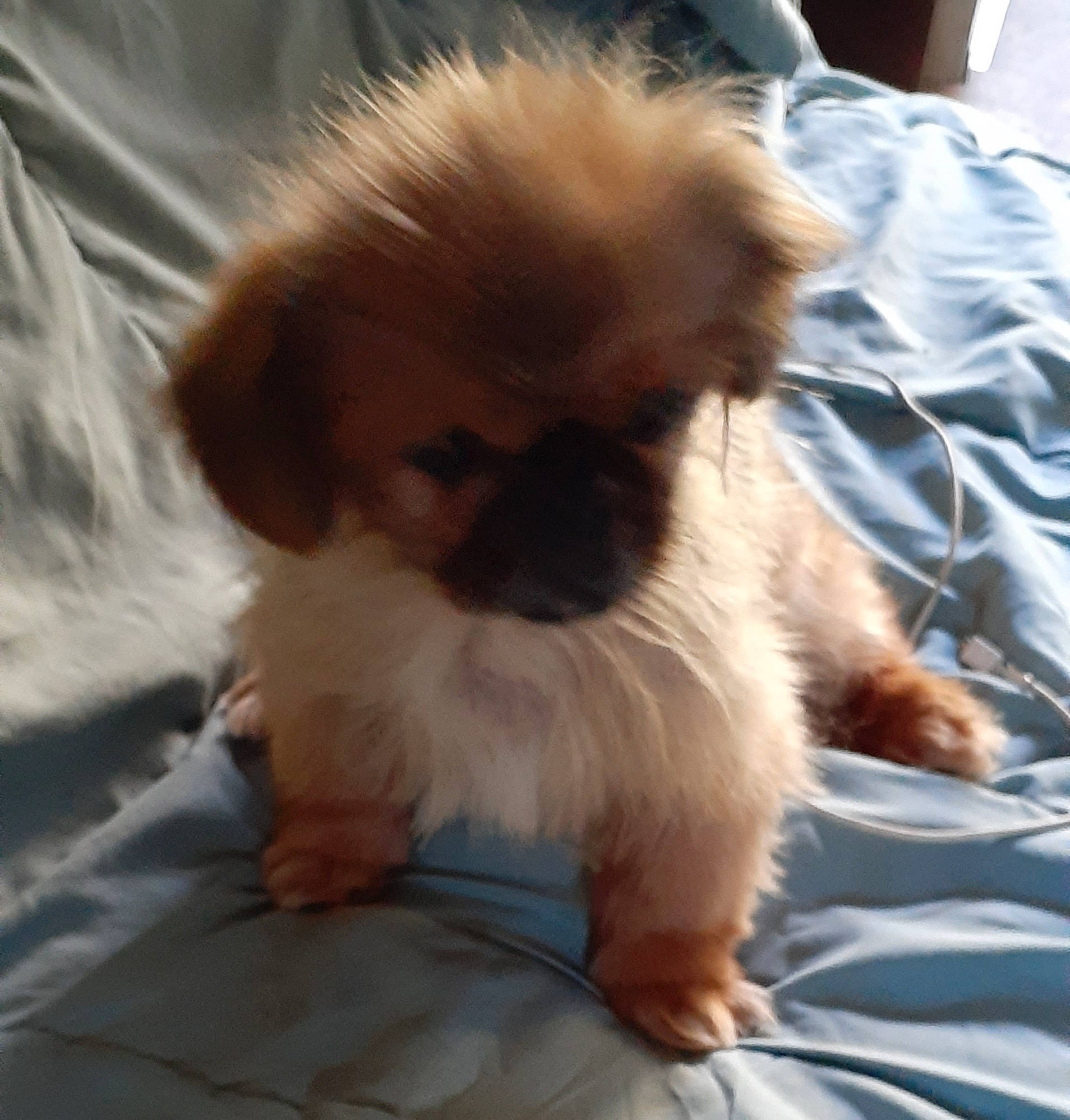 Bambam joined the competition — help win amazing prizes! ancient_dog_breeds, canidae, carnivore, companion_dog, dog, dog_breed, fawn, fur, japanese_chin, liver, non_sporting_group, pekingese, snout, sporting_group, tail, terrestrial_animal, tibetan_spaniel, toy_dog, whiskers, working_animal