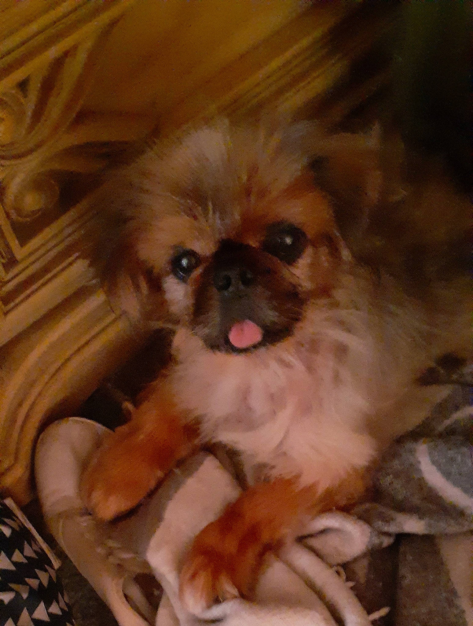 Bambam joined the competition — help win amazing prizes! canidae, carnivore, companion_dog, corgi_chihuahua, dog, dog_breed, dog_supply, fawn, fur, japanese_chin, liver, maltepoo, pekingese, snout, sporting_group, terrestrial_animal, tibetan_spaniel, toy_dog, whiskers, working_animal