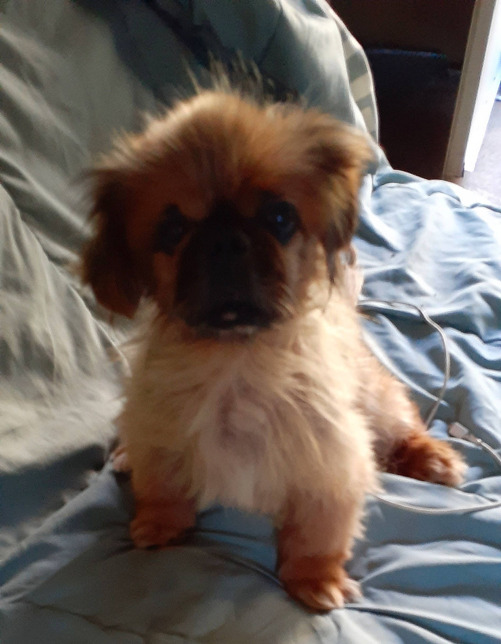 Bambam joined the competition — help win amazing prizes! ancient_dog_breeds, canidae, carnivore, companion_dog, dog, dog_breed, fawn, fur, liver, non_sporting_group, puppy_love, shih_tzu, small_terrier, sporting_group, terrestrial_animal, terrier, toy_dog, whiskers, working_animal, yorkipoo