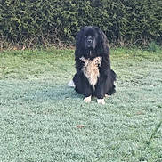 Uber participe au concours pour gagner de l'argent avec cette photo : animal, backdrop, black_fur, calm, canine, dog, field, frost, fur, grass, hedge, large_breed, lawn, morning, nature, outdoor, pet, portrait, sitting, white_chest