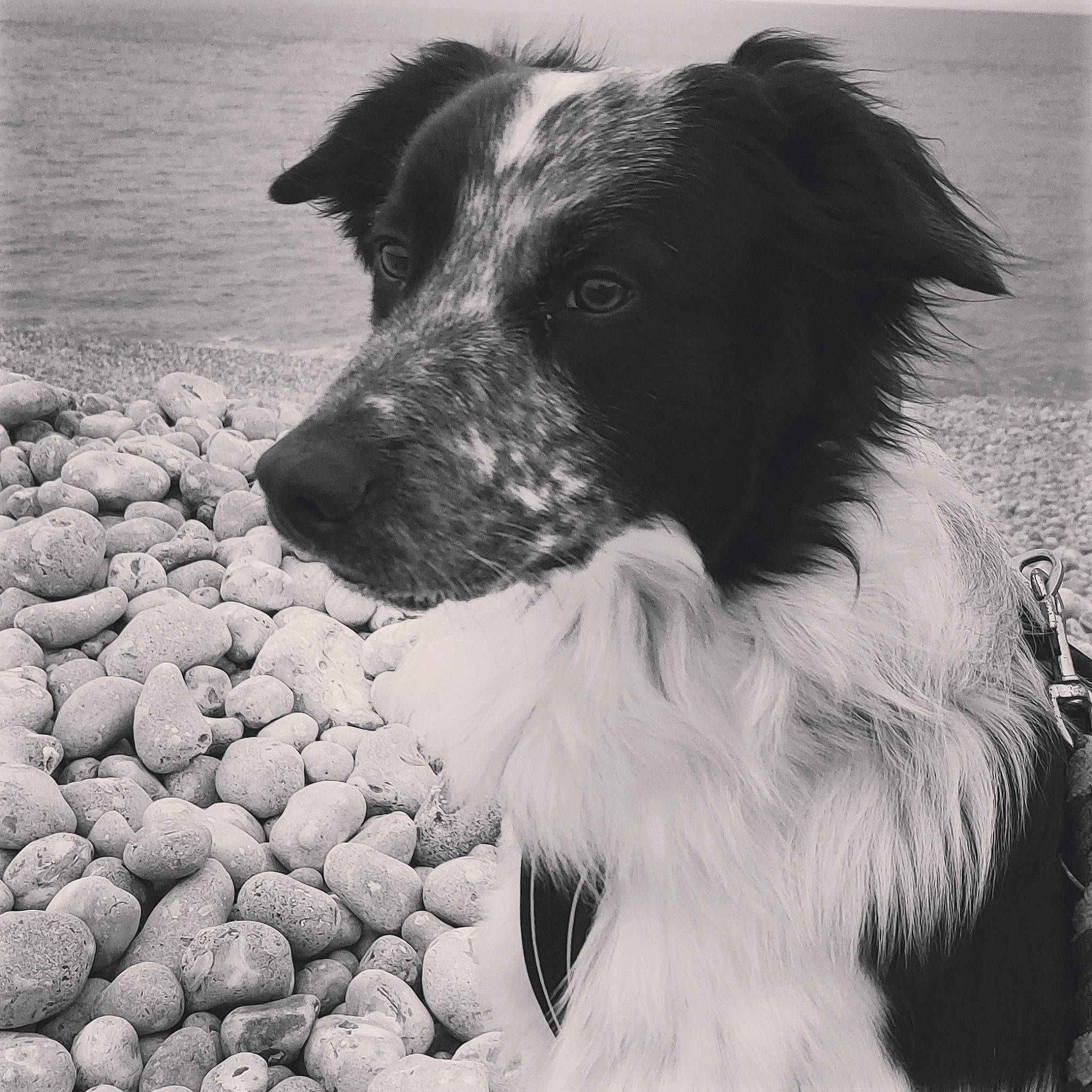 Texas a rejoint le concours — aidez-le/la à gagner de superbes lots ! beach, border_collie, canidae, carnivore, companion_dog, dog, dog_breed, fur, herding_dog, monochrome, monochrome_photography, ocean, rock, snout, sporting_group, water, whiskers, wind_wave, working_animal, working_dog