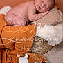 Maël participe au concours pour gagner de l'argent avec cette photo : animal, baby, basket, blanket, canine, cat, couch, cushion, dog, face, furniture, head, homedecor, newborn, person, pet, photography, portrait, quilt, sleeping