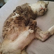 Mimine participe au concours pour gagner de l'argent avec cette photo : cat, tabby, sleeping, relaxed, fur, whiskers, paws, bed, indoor, pet, animal, cute, resting, feline, cozy, soft, mammal, domestic, nap, content