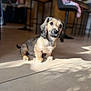 puppy, dog, indoor, tile_floor, blurred_background, kitchen, furniture, sunlight, shadow, cute, pet, young_dog, brown_fur, black_fur, sitting, looking, curious, animal, domestic, companion