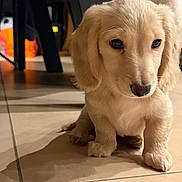 Ahri participe au concours pour gagner de l'argent avec cette photo : puppy, dog, indoor, floor, tile, shadow, cute, pet, animal, young, fur, ears, nose, whiskers, sitting, domestic, household, background, light, closeup