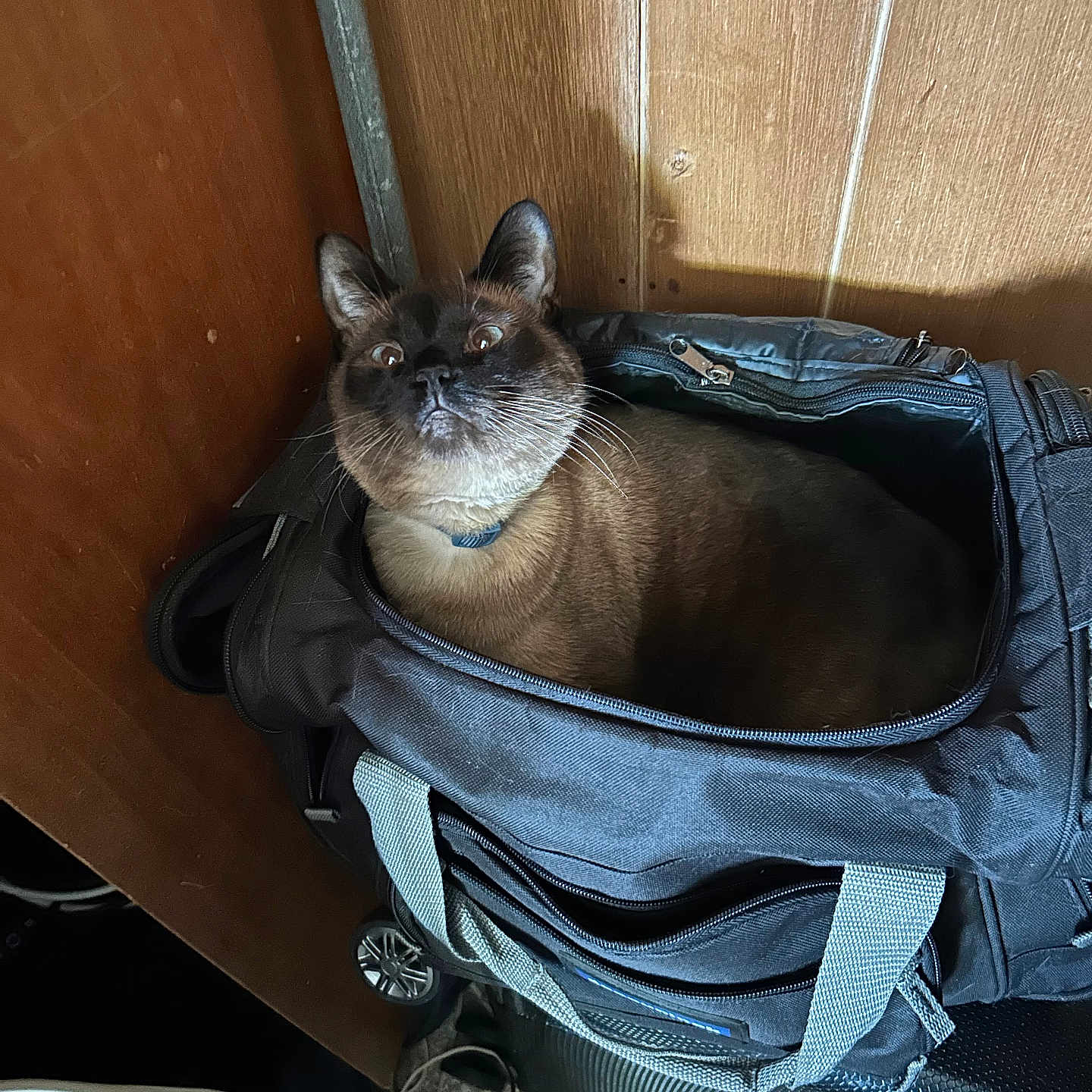 Kita