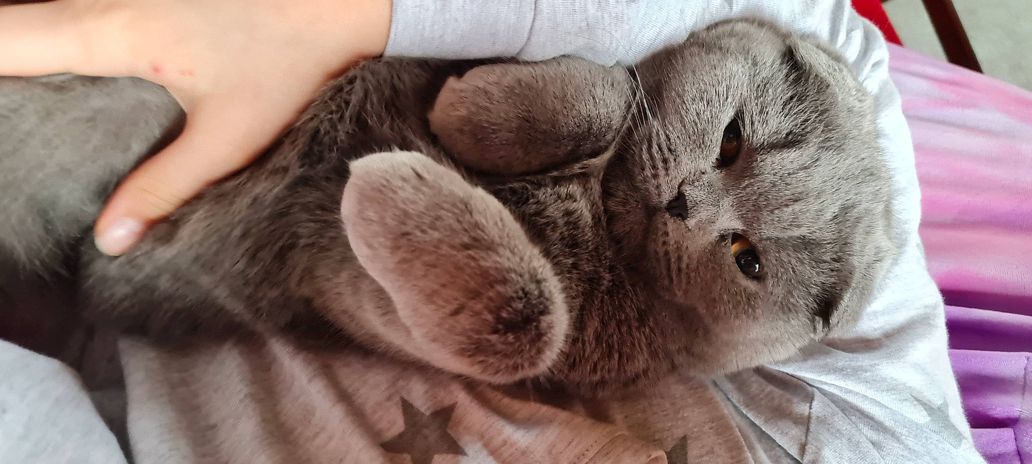 Bobbie joined the competition — help win amazing prizes! canidae, carnivore, cat, chartreux, claw, comfort, domestic_short_haired_cat, ear, felidae, fur, gesture, grey, mammal, nap, paw, small_to_medium_sized_cats, terrestrial_animal, vertebrate, whiskers, window