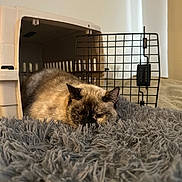 Minnie is registered to the contest to win money with this photo: animal, animal_portrait, brown_cat, carpet, cat, close_up, cozy, domestic_cat, feline, fluffy_rug, fur, home, indoor, pet, pet_carrier, quiet, relaxed, resting, sleepy, soft_texture