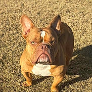 Simba joined the competition — help win amazing prizes! dog, french_bulldog, brown, white_markings, outdoor, grass, sunlight, shadow, pet, canine, animal, standing, ears_up, short_hair, looking_forward, daytime, nature, mammal, portrait, cute
