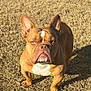 dog, french_bulldog, brown, white_markings, outdoor, grass, sunlight, shadow, pet, canine, animal, standing, ears_up, short_hair, looking_forward, daytime, nature, mammal, portrait, cute