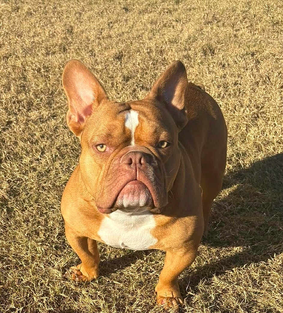 Simba