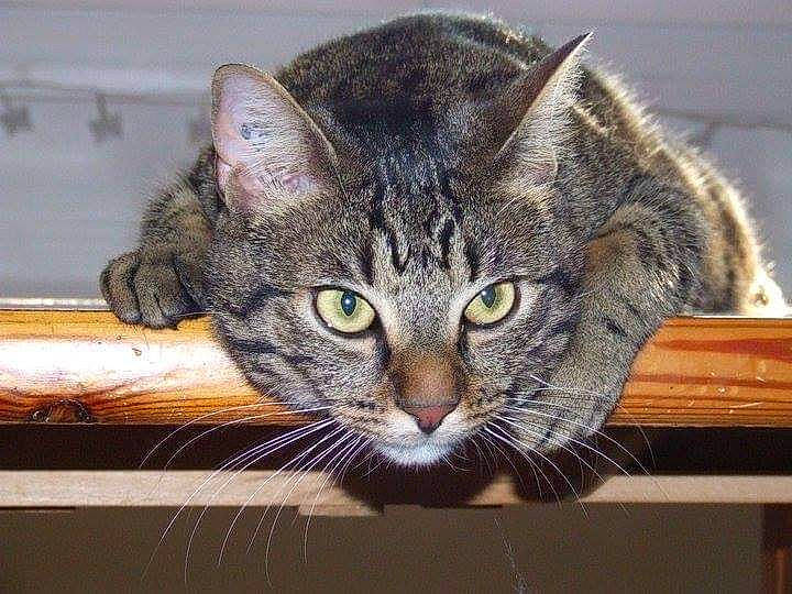 Gaïa a rejoint le concours — aidez-le/la à gagner de superbes lots ! carnivore, cat, cat_supply, curious, domestic_short_haired_cat, door, eye, felidae, fur, iris, paw, pet_supply, small_to_medium_sized_cats, snout, tail, terrestrial_animal, whiskers, wildlife, window, wood