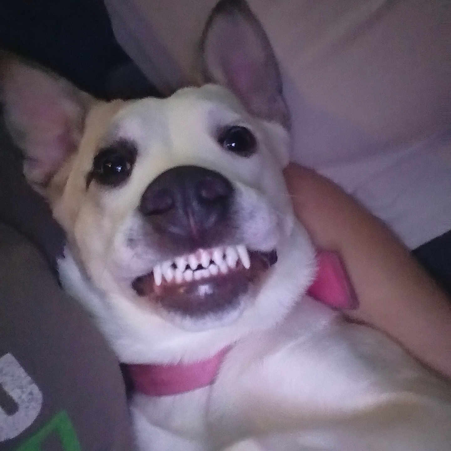 Xena Dream is registered to the contest to win money with this photo: animal_face, close_up, collar, couch, dog, ears, flash, grinning, human_arm, indoor, night_photo, nose, pet, playful, portrait, selfie, smile, snout, teeth, white_fur