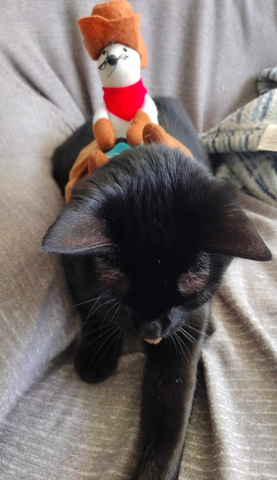 Nicki Minaj joined the competition — help win amazing prizes! black_cat, cat, plush_toy, cowboy_hat, red_bandana, stretching, gray_fabric, pet, animal, cute, indoor, cozy, whiskers, ears, fur, toy, home, relaxing, soft_texture, playful
